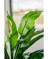 Kunstig plante Spathiphyllum hvid 85 cm