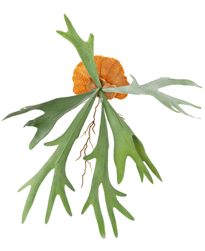 Kunstig plante Staghorn 53 cm