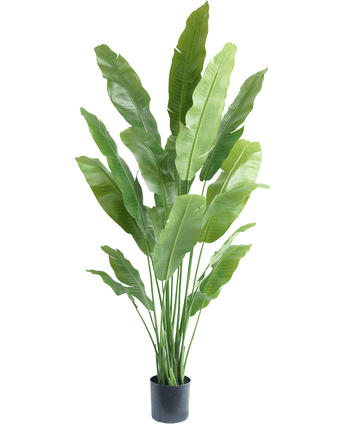 Kunstig plante Strelitzia Nicolai Deluxe 200 cm