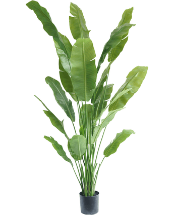 Kunstig plante Strelitzia Nicolai Deluxe 225 cm