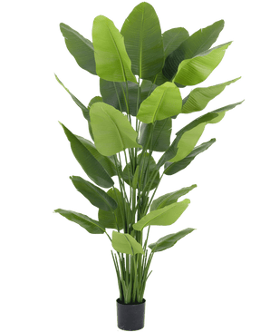 Kunstig plante Strelitzia Real Touch Deluxe 210 cm