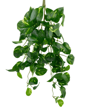 De Kunst Hangende goudrank 60 cm UV is een kunstmatige hangende pothosplant met hartvormige groene bladeren en gele boventonen, die naar beneden hangen tegen een effen witte achtergrond.