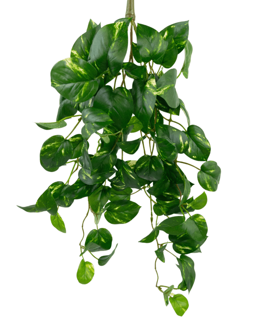 The Artificial Hanging Gold Vine 60 cm UV er en kunstig hængende pothos-plante med hjerteformede grønne blade og gule overtoner, der hænger ned mod en almindelig hvid baggrund.