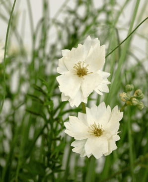 Kunstigt græs hvid Gesang Flower løggræspotte 90 cm brandhæmmende