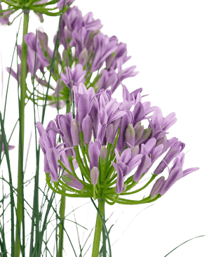 Kunstigt græs lilla Agapanthus løggræspotte 90 cm brandhæmmende