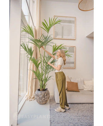 I en lys stue står en kvinde ved siden af ​​den kunstige Kentia Palm 220 cm, mens hun forsigtigt rører ved bladene. Det tropiske interiør byder på en lys sofa med hynder, indrammet vægkunst og store vinduer, der slipper naturligt lys ind.