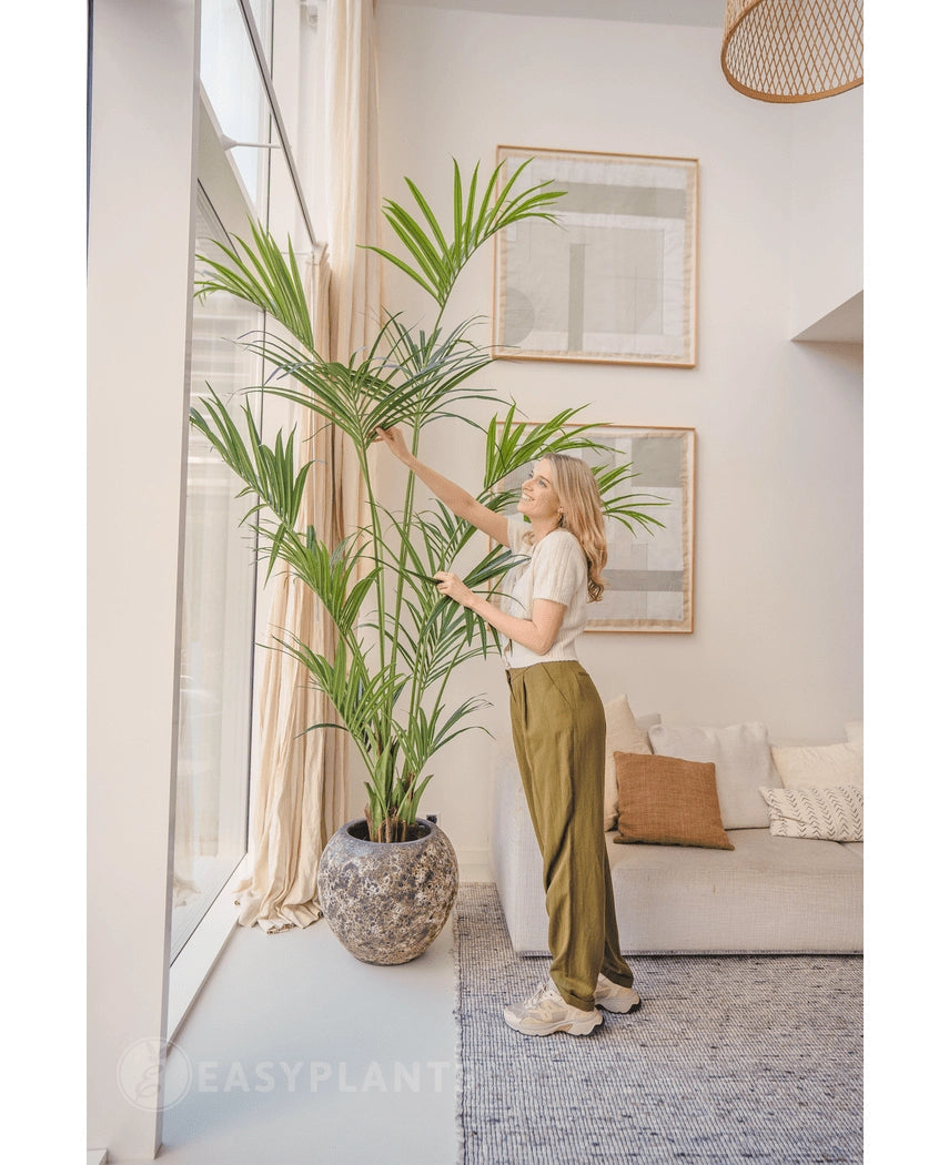 I en lys stue står en kvinde ved siden af ​​den kunstige Kentia Palm 220 cm, mens hun forsigtigt rører ved bladene. Det tropiske interiør byder på en lys sofa med hynder, indrammet vægkunst og store vinduer, der slipper naturligt lys ind.