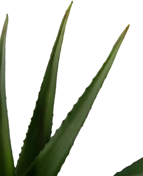 Nærbillede af Kunstig Aloe Vera plante 45 cm med tre spidse, grønne blade med takkede kanter og en glat overflade mod hvid baggrund.