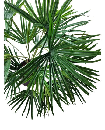 Artificial Plant Baby Palm Fan i potte UV 50 cm har store, vifteformede grønne blade med lange, spidse segmenter - ideel til at give et frodigt tropisk præg til interiør med dekorative krukker.