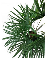 Set ovenfra af den kunstige plante Baby Palm Fan i potte UV 50 cm, med frodige grønne, vifteformede blade, der udstråler fra stilfulde dekorative potter mod en hvid baggrund.