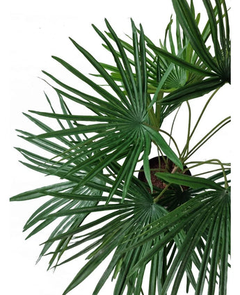 Set ovenfra af den kunstige plante Baby Palm Fan i potte UV 50 cm, med frodige grønne, vifteformede blade, der udstråler fra stilfulde dekorative potter mod en hvid baggrund.