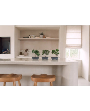 Et moderne køkken med to træstole på en hvid bordplade. På disken står tre kunstige Bonsai Ficus potteplanter på 20 cm. I baggrunden er der hylder med indretning og et vindue med beige solgardin.