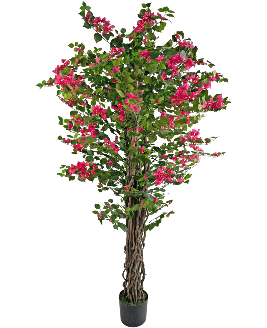 Den kunstige bougainvillea 180 cm er en høj kunstig plante med snoede brune stængler, levende grønne blade og bundter af lyserøde blomster i en potte.