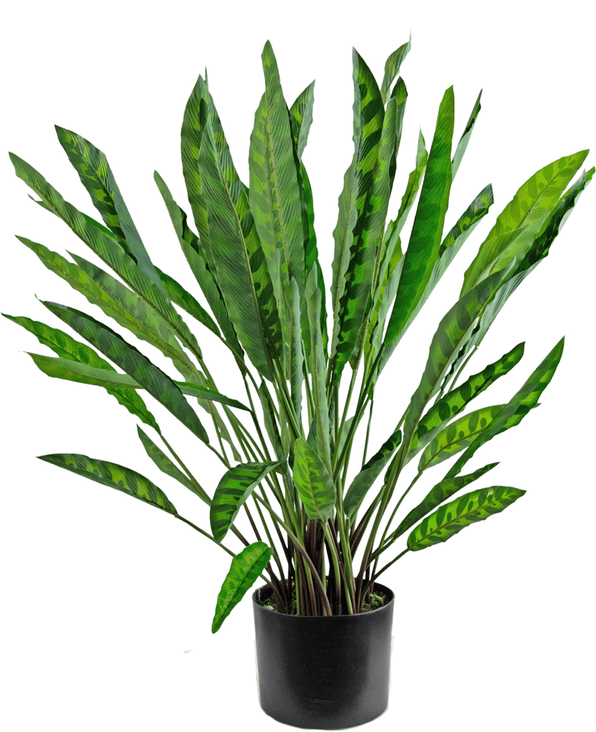 Kunstplanten Calathea 60 cm er en høj kunstplante med mange lange, smalle grønne blade med lyse og mørke mønstre, arrangeret i en enkel sort potte mod en hvid baggrund.