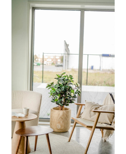 Kunstplanten Camellia japonica 100 cm med grønne og hvide blade står mellem en beige lænestol og en træstol med hynder, ved siden af ​​et rundt sidebord, foran store glasdøre, der har udsigt til et udendørs område.