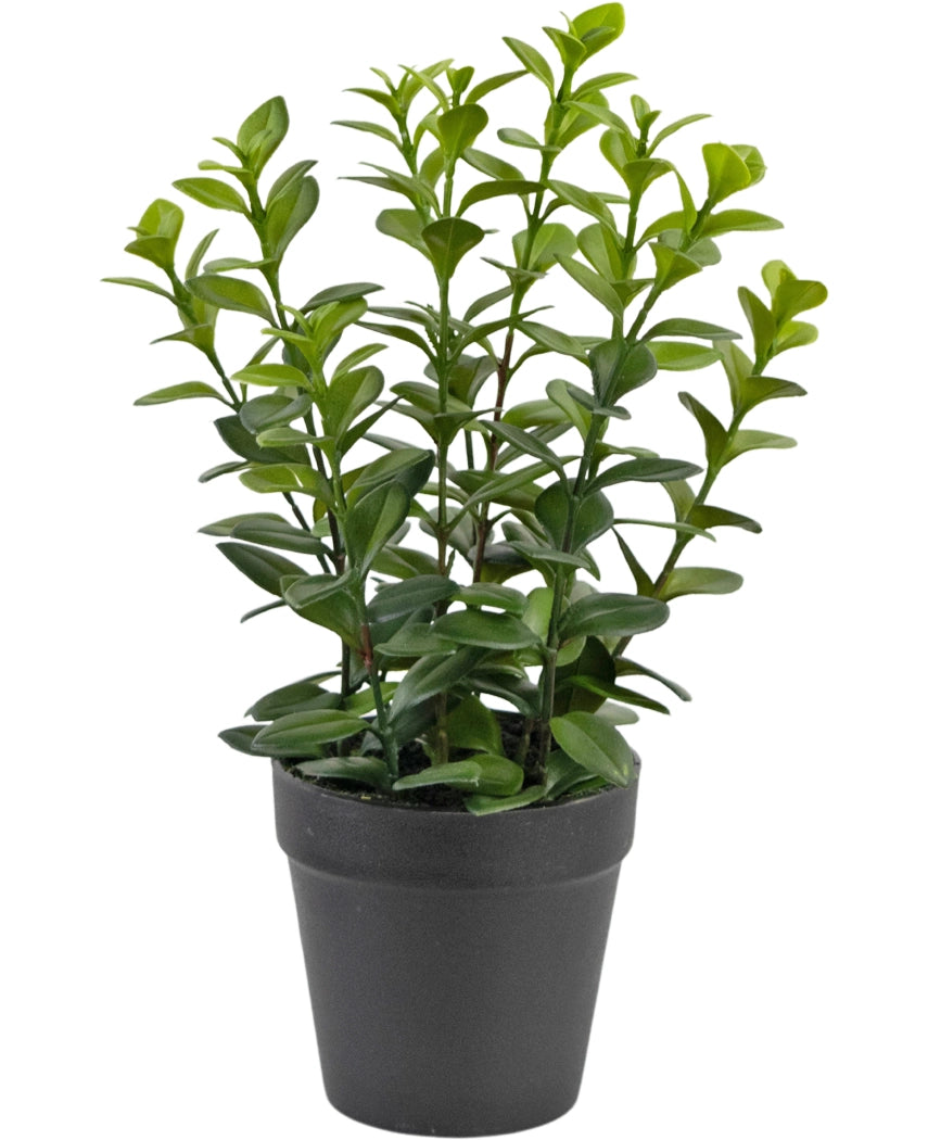 Den kunstige plante Chlorophytum 28 cm har flere opretstående grønne stængler med blanke, ovale blade i en simpel sort plastikpotte, perfekt til at lyse ethvert rum op.