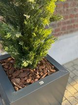 Et nærbillede af det kunstige plante nåletræ UV 120cm, et realistisk grønt nåletræ i en moderne firkantet grå plantekasse med brune barkspåner, vist mod en murstensvæg og flisebelagt jord.