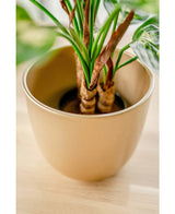 Nærbillede af kunstig plante Dieffenbachia 40 cm med grønne blade og nogle brune kanter, vist i lysebrune dekorative potter på træoverflade.