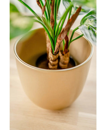 Nærbillede af kunstig plante Dieffenbachia 40 cm med grønne blade og nogle brune kanter, vist i lysebrune dekorative potter på træoverflade.