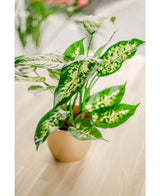 Den kunstige plante Dieffenbachia 40 cm, med store grønne blade plettet i gult og lysegrønt, står i stilfulde dekorative potter på en lys træoverflade mod en blødt sløret baggrund.