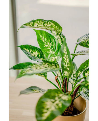 Et nærbillede af den kunstige plante Dieffenbachia 40 cm, med store grønne blade med lysegule og hvide sorter i dekorative potter, vist på en lys overflade nær et vindue.