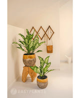 En kunstig Dieffenbachia plante 40 cm tilføjer frisk grønt til et minimalistisk, lyst rum. Vist i en rustik potte på en skammel, med vægkroge i nærheden til en taske og en hvid vandkande.