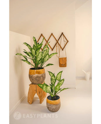 En kunstig Dieffenbachia plante 40 cm tilføjer frisk grønt til et minimalistisk, lyst rum. Vist i en rustik potte på en skammel, med vægkroge i nærheden til en taske og en hvid vandkande.