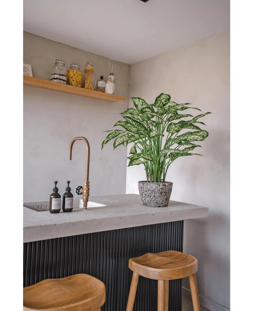 Een moderne keuken met een betonnen aanrechtblad, twee houten krukjes en een Kunstplant Dieffenbachia 75 cm bij de messing kraan, plus zeepdispensers en een houten plank met potten tegen een lichtgrijze muur.