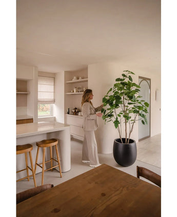 En kvinde i neutralt tøj står i et moderne, minimalistisk køkken og rører ved bladene på den 210 cm kunstige ficus-plante. Sollys understreger rummets rene linjer og jordfarver.