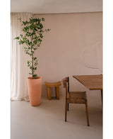 Den kunstige planteficus 210 cm står højt ved siden af ​​gennemsigtige gardiner i et minimalt, neutralt rum med en rustik træstol, en slående lille træskammel og et træbord.
