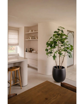 Et moderne, minimalistisk køkken og spiseplads i neutrale toner har åbne hylder, en buet ø med en træskammel, et spisebord i træ og den Kunstige Plante Ficus 210 cm som en stilfuld potteplante. Naturligt lys oplyser rummet.