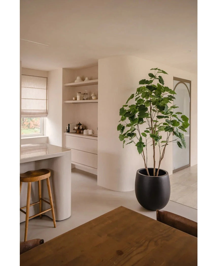 Et moderne, minimalistisk køkken og spiseplads i neutrale toner har åbne hylder, en buet ø med en træskammel, et spisebord i træ og den Kunstige Plante Ficus 210 cm som en stilfuld potteplante. Naturligt lys oplyser rummet.