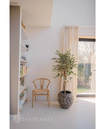 Een lichte, minimalistische kamer met een houten stoel naast de Kunstplant Ficus Bont 150 cm, transparante gordijnen, een groot raam en een witte boekenplank met boeken en decor. Het zonlicht valt zachtjes door het raam.