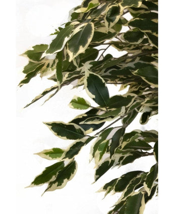 De Kunstplant Ficus Bont 150 cm heeft groene bladeren met roomwitte randen, dicht op elkaar gerangschikt op takken voor een weelderige, levensechte uitstraling tegen een effen witte achtergrond.