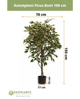 De Kunstplant Ficus Bont 150 cm van Easyplants heeft bonte bladeren en wordt geleverd in een zwarte pot (17 cm diameter, 15 cm hoog). De kunstplant is 150 cm hoog en 70 cm breed.