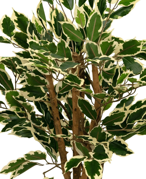 Et nærbillede af kunstplanten Ficus Grøn/hvid 90 cm, med grønne blade kantet i cremehvidt og flere brune stængler, mod en almindelig hvid baggrund.