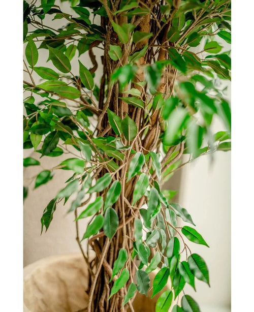 Nærbillede af den kunstige plante Ficus Liana 180 cm, med tynde brune stammer og mange blanke grønne blade, placeret indendørs nær en lys væg - dette naturtro kunstige træ bringer charme til ethvert rum.