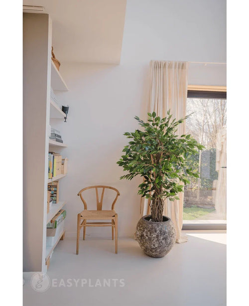En træstol og den kunstige plante Ficus Tropical Liana 150 cm står nær en bogreol og et gardinvindue i et lyst, minimalistisk rum - ideel til kontorindretning.