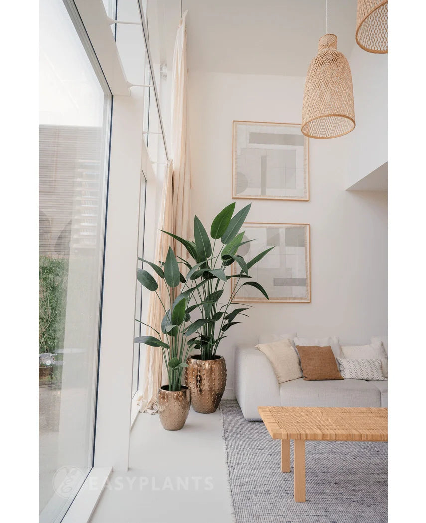 Een lichte, moderne woonkamer met grote ramen, een grijs vloerkleed, een houten salontafel en een lichte bank. Twee Kunstplant Heliconia's 210 cm in metalen vazen bij beige gordijnen geven de ruimte een luxe uitstraling.