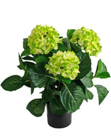 Den Kunstige Hortensia UV 43 cm grønne plante har tre store bundter af lysegrønne hortensiablomster med mørkegrønne blade i en potte, mod en hvid baggrund.