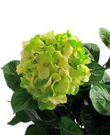 Et nærbillede af den kunstige hortensia UV 43 cm grøn, med lagdelte lysegrønne kronblade og mørkegrønne blade, mod en hvid baggrund.