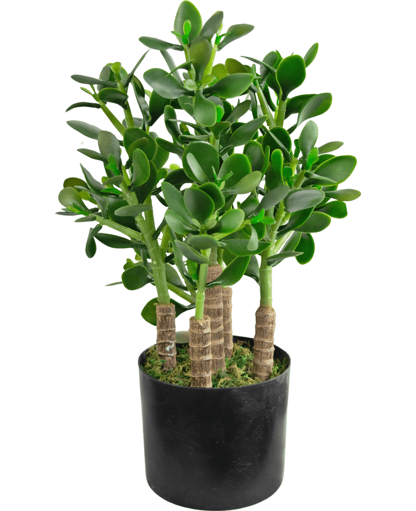 Den kunstige jadeplante 45 cm har tykke, ovale grønne blade og robuste stængler i en sort potte med mos, der dækker jorden.