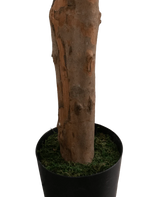 Een close-up van de Kunstplant Longfolia 180 cm, met de boomstam in een zwarte pot met groen mos, tegen een effen witte achtergrond.