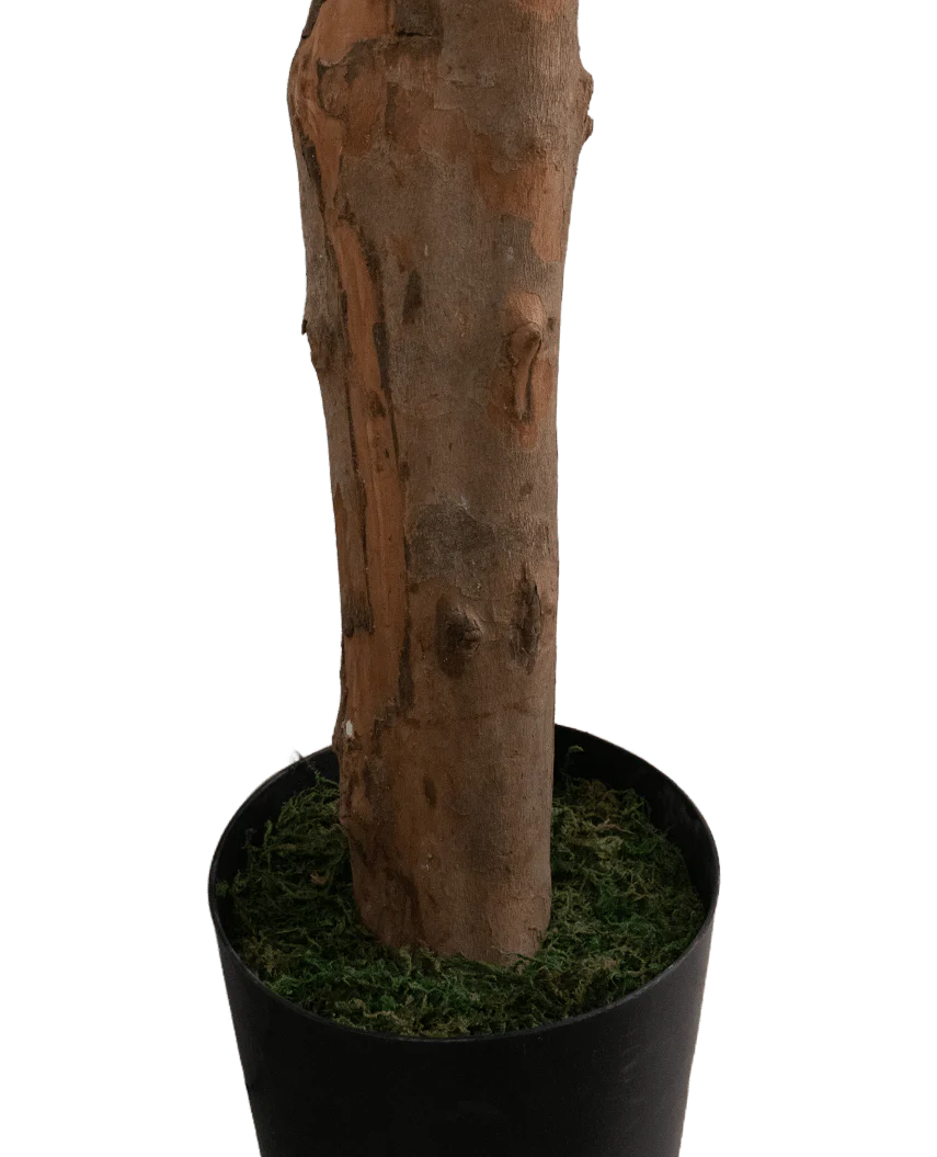 Een close-up van de Kunstplant Longfolia 180 cm, met de boomstam in een zwarte pot met groen mos, tegen een effen witte achtergrond.