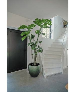 En kunstig plante Monstera 210 cm står i en potte på et gråt gulv ved siden af ​​en hvid trappe med buet gelænder i et moderne, minimalistisk interiør. En sort dør er synlig til venstre.