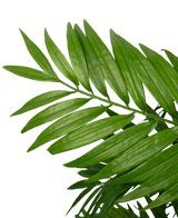 Close-up van Kunstplant Parlour 120 cm met groene palmbladeren met lange, slanke bladeren tegen een effen witte achtergrond.
