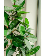 Een close-up van de Kunstplant Rubberplant 150 cm met glanzende, donkergroene bladeren staat binnen bij een raam, helder natuurlijk licht accentueert het levendige blad en de elegante sierpotten.