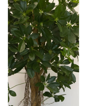 Close-up van de Kunstplant Schefflera klein blad 150 cm met brede, glanzend groene bladeren en kleine stervormige knoppen, plus een bruine stengel en hangende wortels - ideaal voor stijlvolle sierpotten tegen elke neutrale achtergrond.