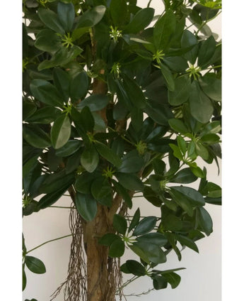 Close-up van de Kunstplant Schefflera klein blad 150 cm met brede, glanzend groene bladeren en kleine stervormige knoppen, plus een bruine stengel en hangende wortels - ideaal voor stijlvolle sierpotten tegen elke neutrale achtergrond.