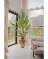 Een Kunstplant Strelitzia Nicolai Deluxe 215 cm in een gouden pot staat bij grote ramen met crèmekleurige gordijnen in een moderne woonkamer, naast een beige bank met structuurkussens.